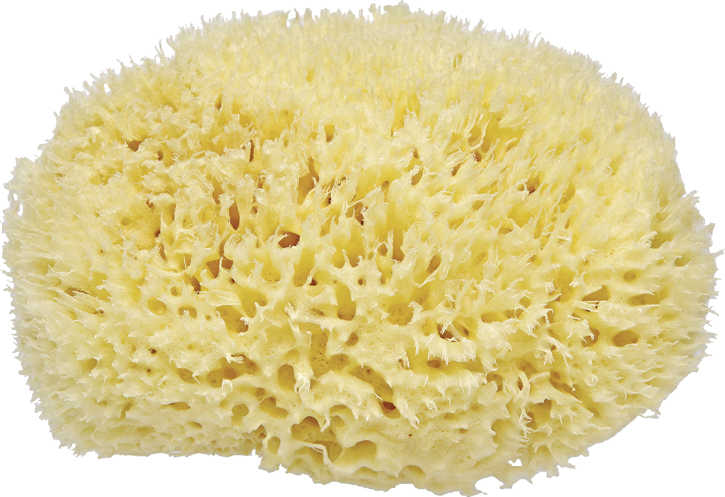 FOR YOUR Beauty Natur-Badeschwamm 2 FOR YOUR Beauty Natur-Badeschwamm – Bild 2