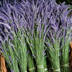 Faith In Nature Shampoo Bar Lavendel & Geranie -Compeed Geschäft MAM 6616589 SHOP IMAGE 1.4