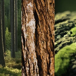 8x4 MEN Anti-Transpirant Spray N°8 Wild Oak 8 8x4 MEN Anti-Transpirant Spray N°8 Wild Oak -Compeed Geschäft MAM 7311501 SHOP IMAGE 1.4