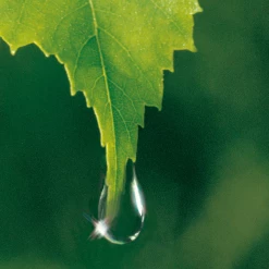 Weleda Birke Cellulite-Öl 10 Weleda Birke Cellulite-Öl -Compeed Geschäft MAM 7460180 SHOP IMAGE 1.4