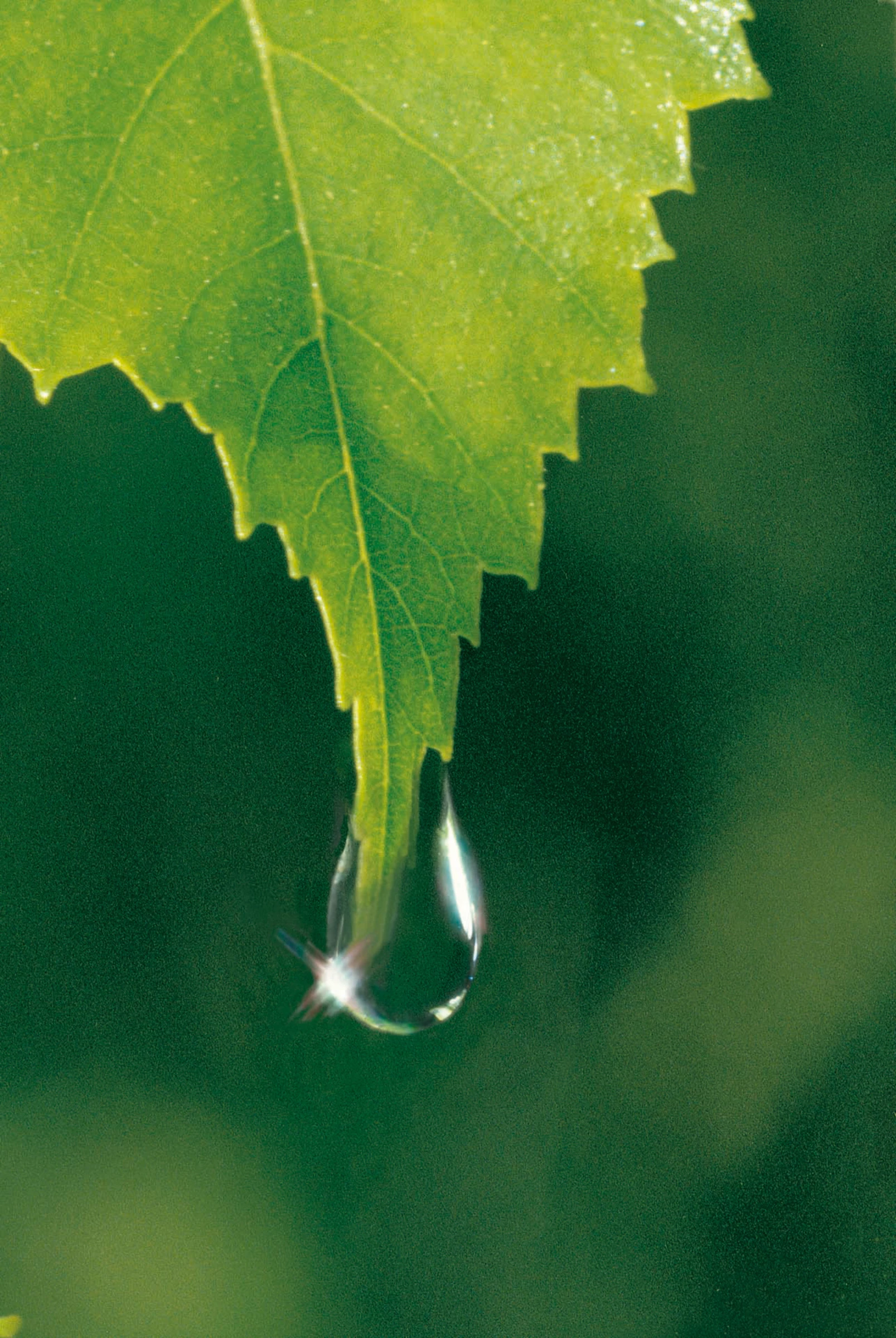 Weleda Birke Cellulite-Öl 5 Weleda Birke Cellulite-Öl – Bild 5