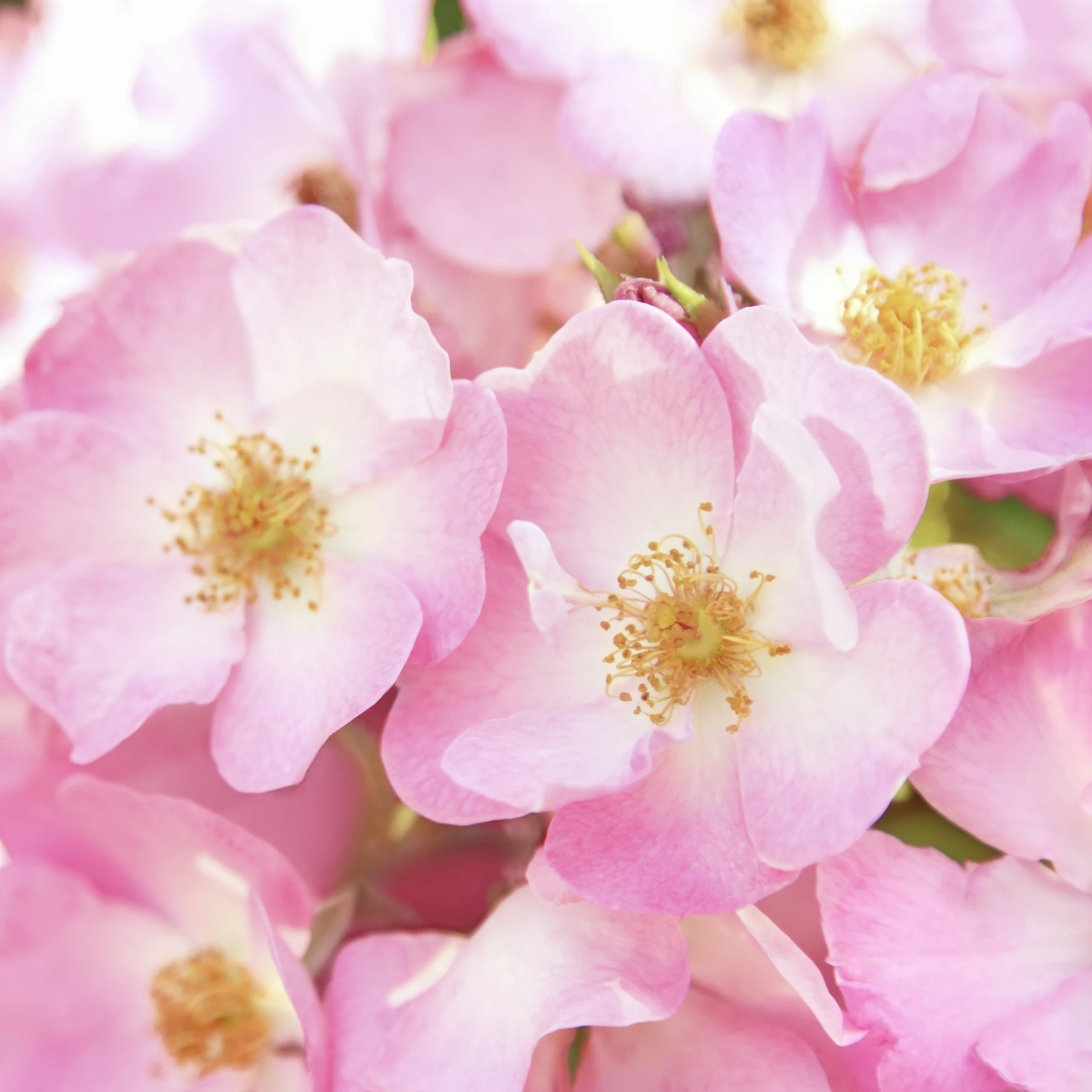 Weleda Verwöhnende Pflege Körperlotion Wildrose 4 Weleda Verwöhnende Pflege Körperlotion Wildrose – Bild 4