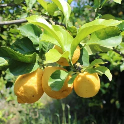 Weleda Refresh Erfrischungsdusche Citrus 8 Weleda Refresh Erfrischungsdusche Citrus -Compeed Geschäft MAM 7460242 SHOP IMAGE 1.4