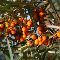 Weleda Vitality Vitalisierungsdusche Sanddorn 8 Weleda Vitality Vitalisierungsdusche Sanddorn -Compeed Geschäft MAM 7460244 SHOP IMAGE 1.4