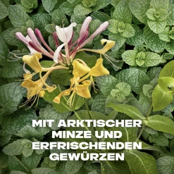 Axe Deo & Body Spray Recharge Sport Refresh 10 Axe Deo & Body Spray Recharge Sport Refresh -Compeed Geschäft MAM 7884356 SHOP IMAGE 1.4